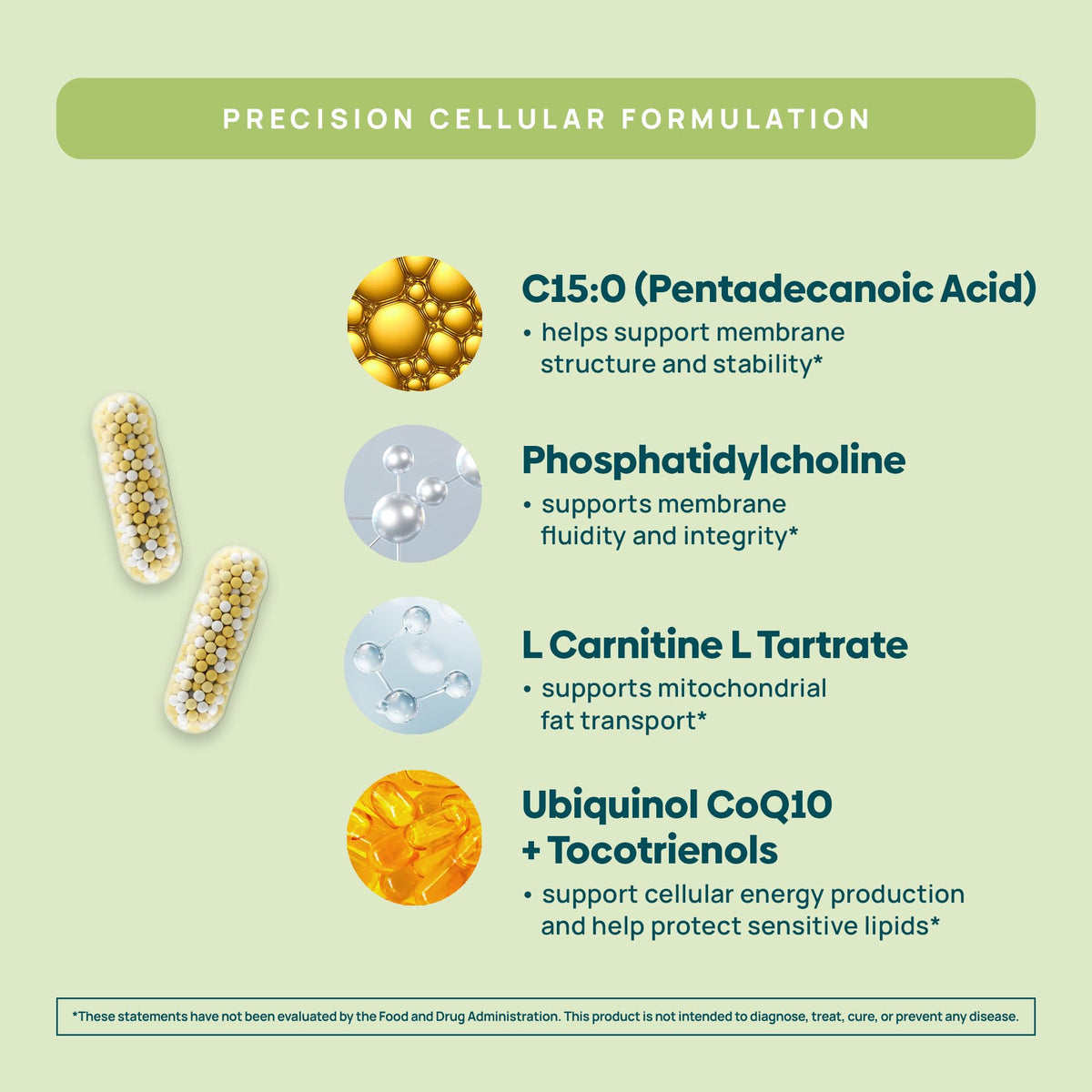 C15:0 Pentadecanoic Acid Supplement | Longevity, Cellular & Membrane Support, Micro-Granule Enhanced Absorption, Phosphatidylcholine, L-Carnitine,