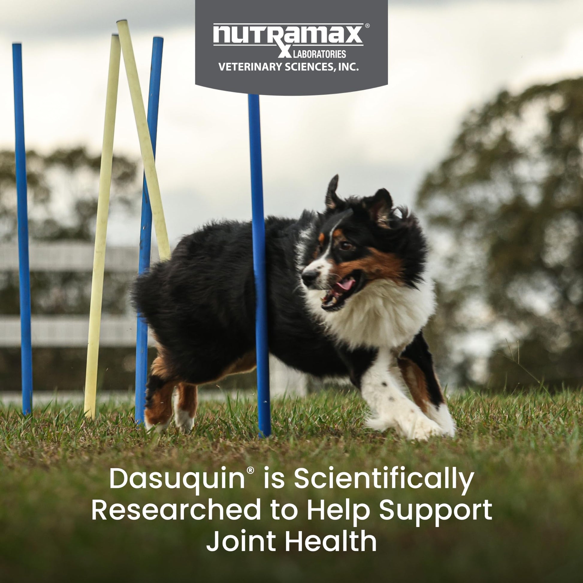 Nutramax Dasuquin for Large Dogs, Joint Health Supplement, Contains Glucosamine for Dogs, Plus Chondroitin, ASU, MSM and More, Supports Healthy Joints, Soft Chews, 150 Count Nutramax LaboratoriesBuy Supplements Australia