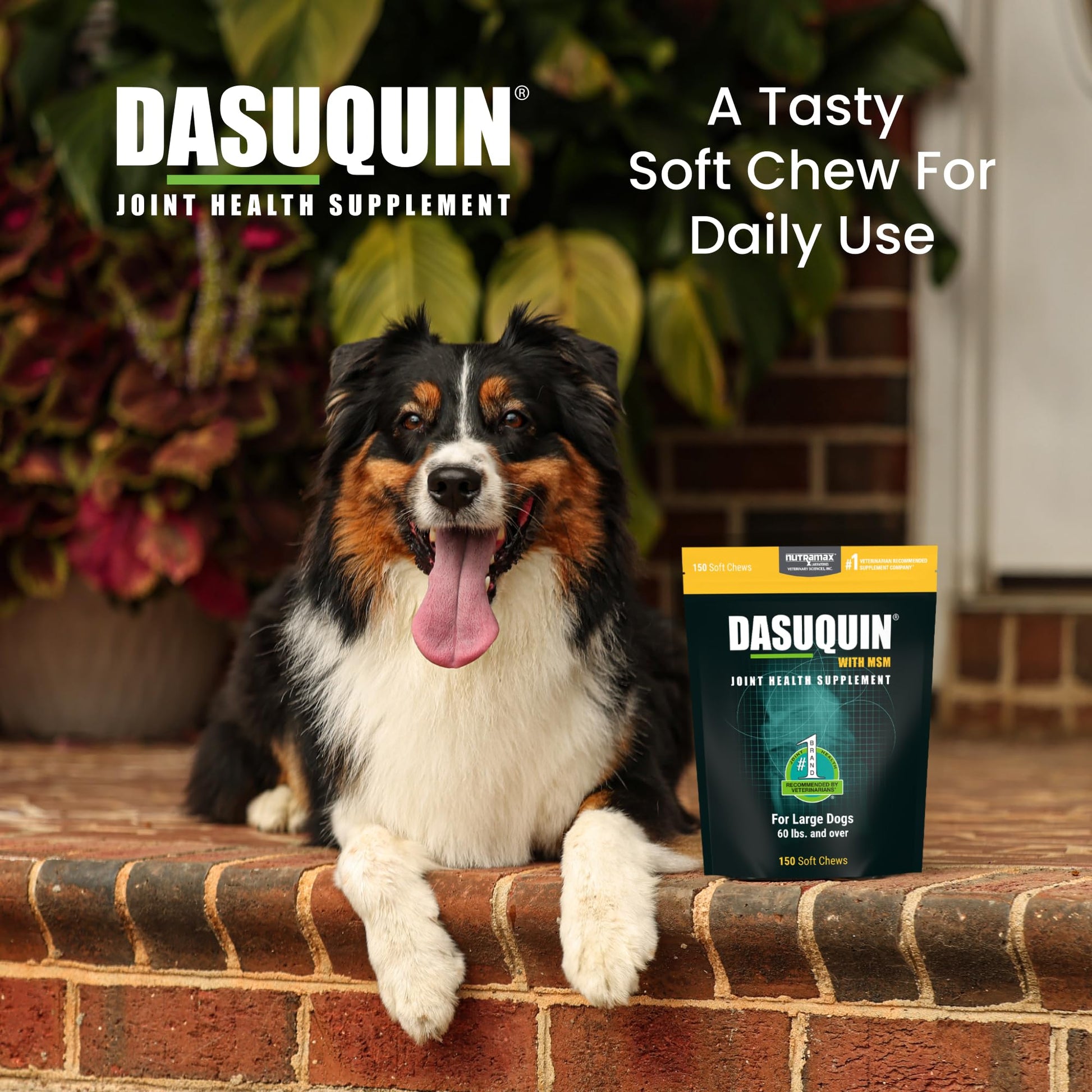 Nutramax Dasuquin for Large Dogs, Joint Health Supplement, Contains Glucosamine for Dogs, Plus Chondroitin, ASU, MSM and More, Supports Healthy Joints, Soft Chews, 150 Count Nutramax LaboratoriesBuy Supplements Australia