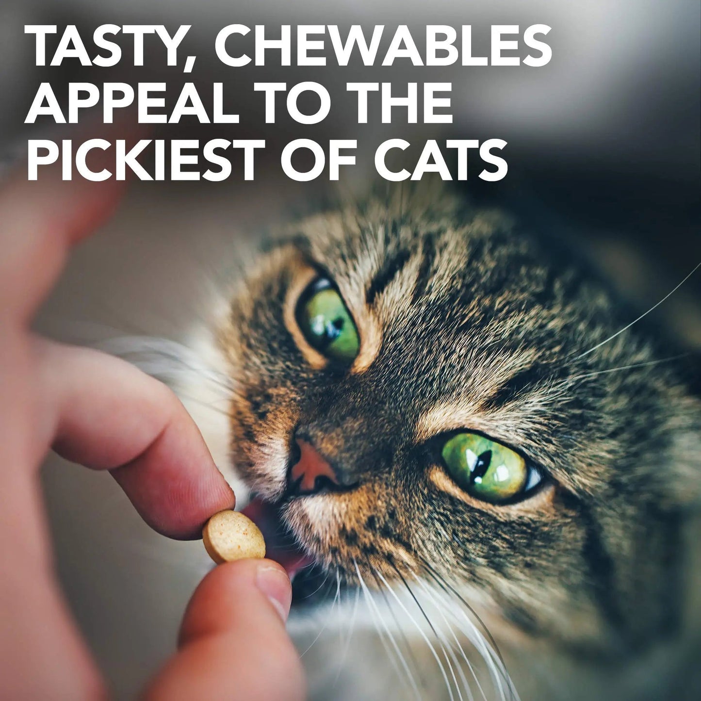 Vet's Best Cat Urinary Supplement, Urinary Tract Support Chewable for Cats, Supports A Healthy Urinary Tract in Cats, 60 Chewable Tablets Vet's BestBuy Supplements Australia